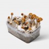 Kit de culture champignons magiques Amazonian