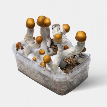 View B + Magic mushrooms grow kit