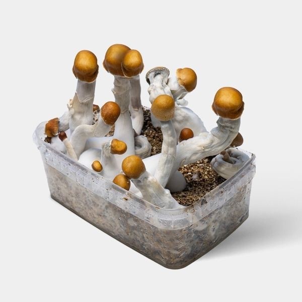 Kit de culture champignons magiques B +