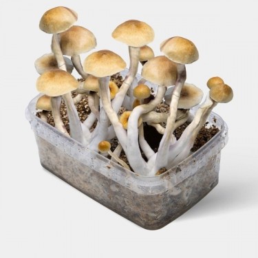 View Thai magic mushrooms growing kit
