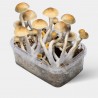 Kit de cultivo de cogumelos Thai