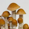 cogumelos McKennaii