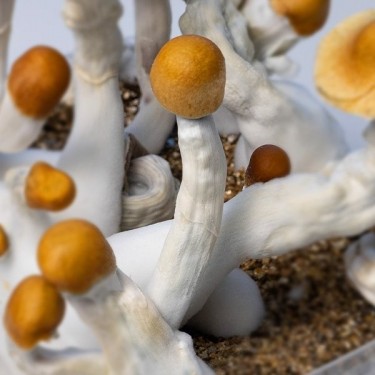 Kit de culture champignons magiques B + d&eacute;tails