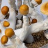 Kit de culture champignons magiques B + d&eacute;tails