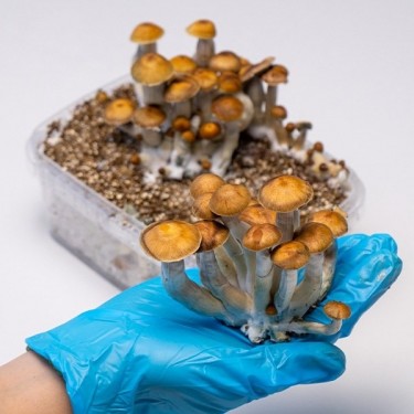 funghi magici Mazatapec