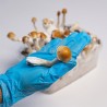 champignons magiques Amazonian