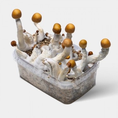 View Kit di coltivazione funghi Golden Teacher