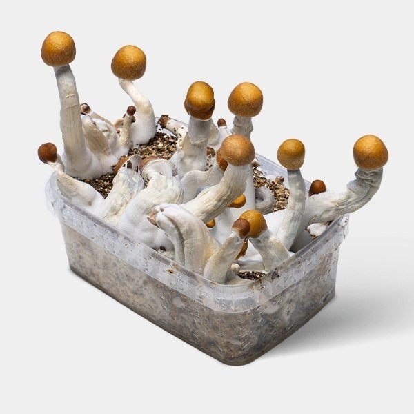 Kit di coltivazione funghi Golden Teacher