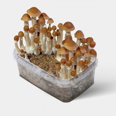 View MagicMcKennaii Magic Mushroom Grow Kit