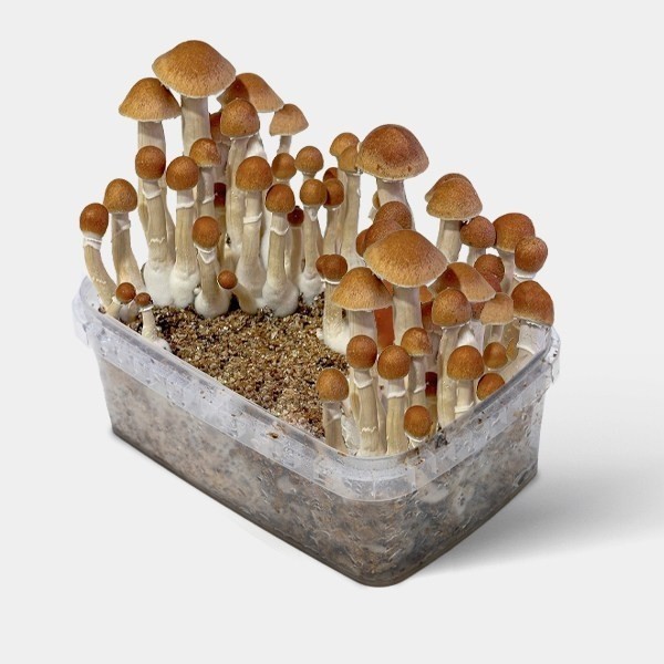 Kit de cultivo de cogumelos McKennaii