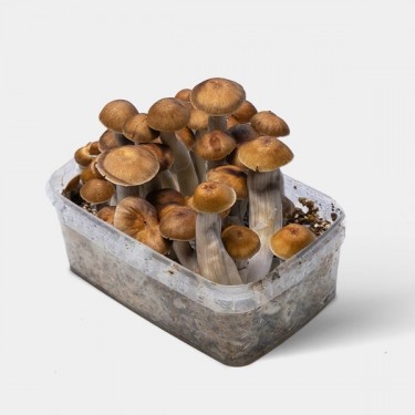 View Kit di coltivazione funghi magici Mazatapec