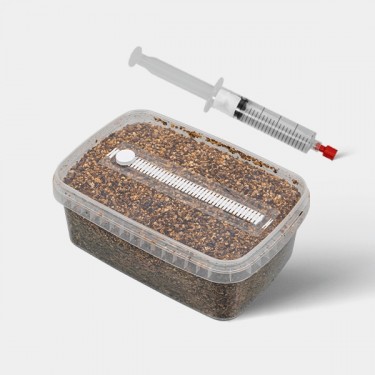 View Microscopic Spore Study Kit (Tupper Included)