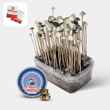 View Aloha Hawaii magic Mushroom Grow Kit