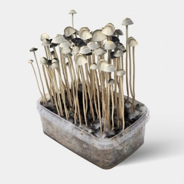 Kit di Coltivazione Funghi Aloha Hawaii