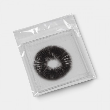 McKennaii Spore Print detail