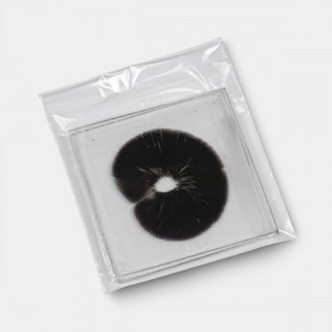 Empreinte de Spores B+ sous vide