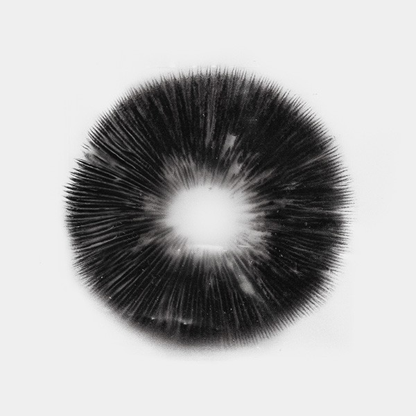 McKennaii Spore Print