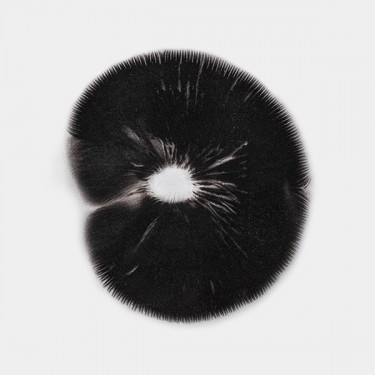 View B+ Spore Print