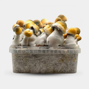 View Bluey Vuitton Mushroom Grow Kit