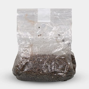 View Mushroom Substrate Grow Bag| Smartshop Love