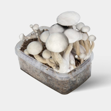 View Moby Dick Magic Mushrooms  | Smartshop Love