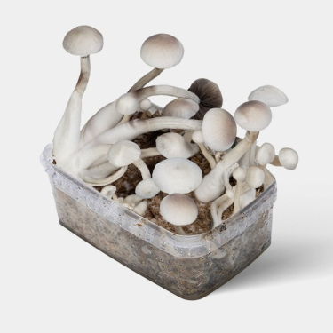 View Treasure Coast Mushroom Albino grow kit | Smartshop Love