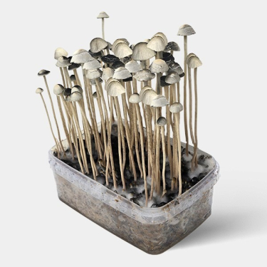 View Copelandia Hawaiian grow kit | Smartshop Love