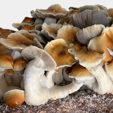 View Hillbilly Growbag