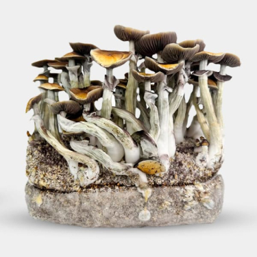 View Jedi Mind Fuck Growbag