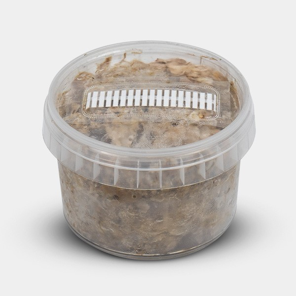 Atlantis Tr&uuml;ffel-Zuchtset