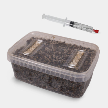 View Kit d'&eacute;tude microscopique de spores de champignons (+ Tupperware)