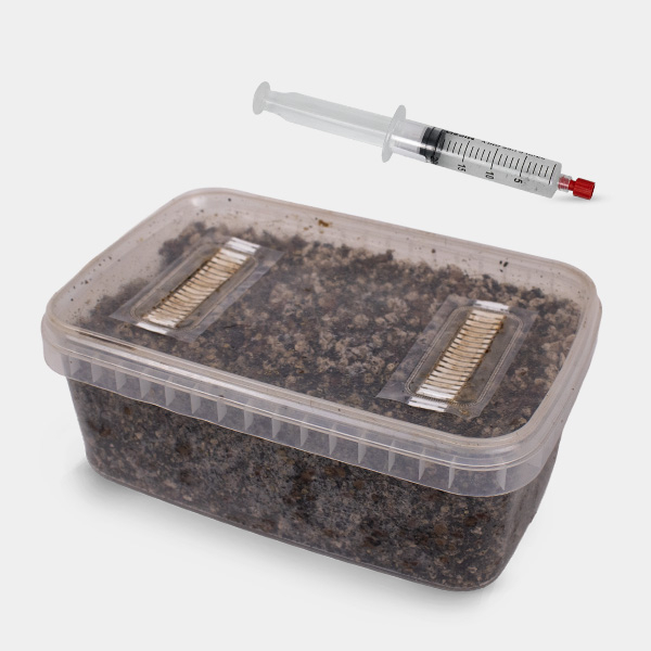 Microscopic Spore Study Kit (Tupper Included)