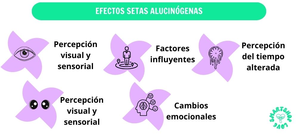 Infografía sobre los efectos de las setas alucinógenas, incluyendo cambios en la percepción sensorial, el tiempo y las emociones