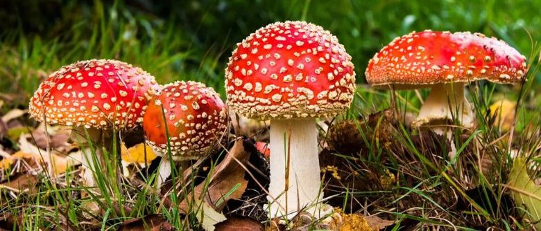 conjunto de amanitas muscaria en el bosque