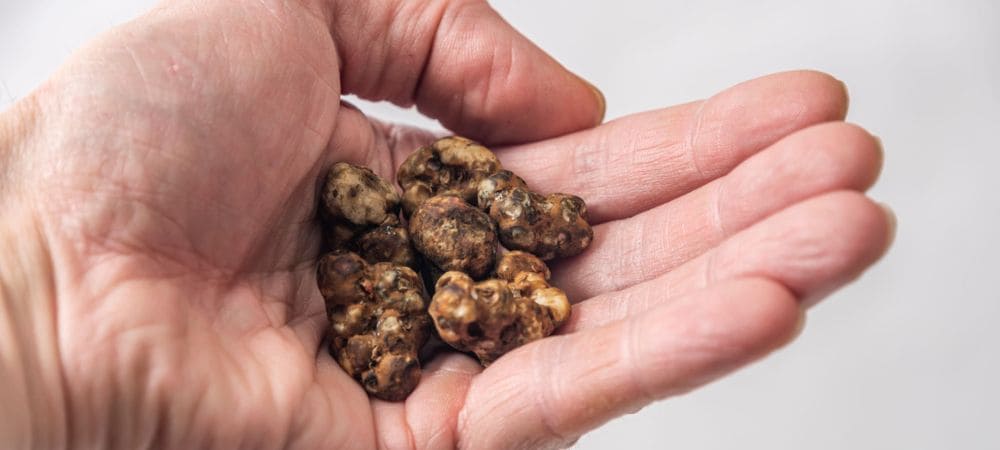 Strongest magic truffles in real size to compare their appearance and density