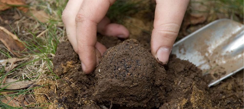 Détail des truffes magiques extraites du sol pour expliquer ce que sont les truffes magiques