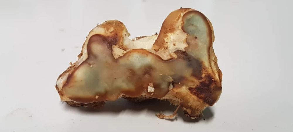 Intérieur d'une truffe magique montrant sa structure, clé pour comprendre ce que sont les truffes magiques