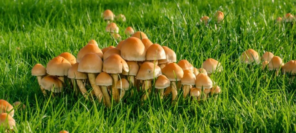 Colonia de pequeñas setas alucinógenas de color anaranjado creciendo en un prado de hierba verde bajo la luz del sol
