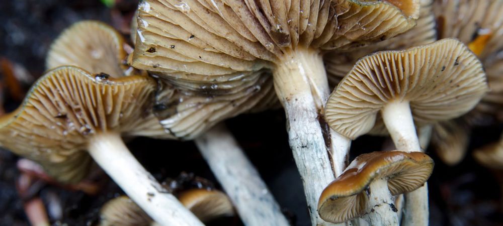 Varios ejemplares de setas marrones con tallos claros y láminas bien definidas, creciendo sobre suelo húmedo del bosque.