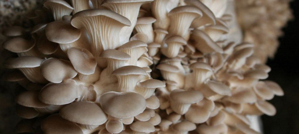 Racimo denso de setas ostra de tono crema creciendo en capas, con sus característicos sombreros redondeados y láminas visibles.