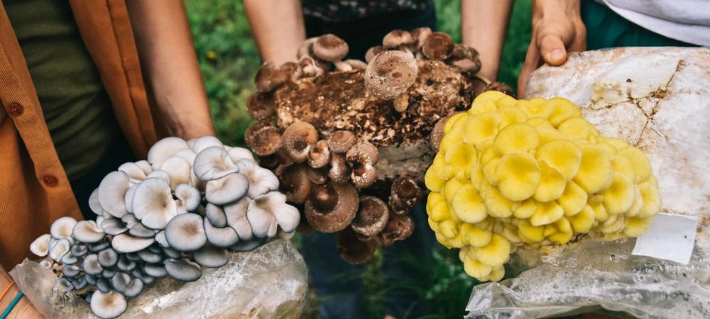 Tres panes de cultivo sostenidos por varias personas, cada uno con setas de distintos colores: variedades grisáceas, marrones y amarillas, en plena fase de fructificación