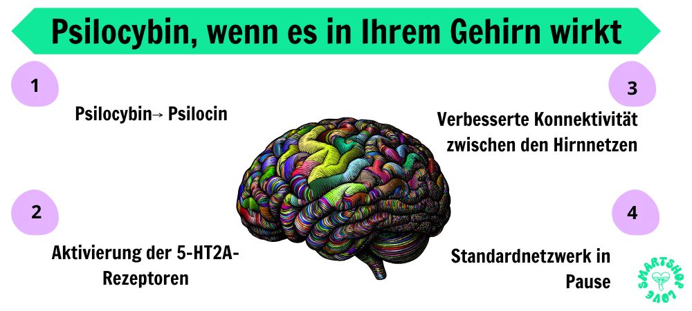 Wie Psilocybin im Gehirn wirkt:
