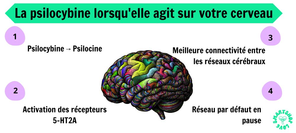 Infographie sur l'action de la psilocybine sur le cerveau