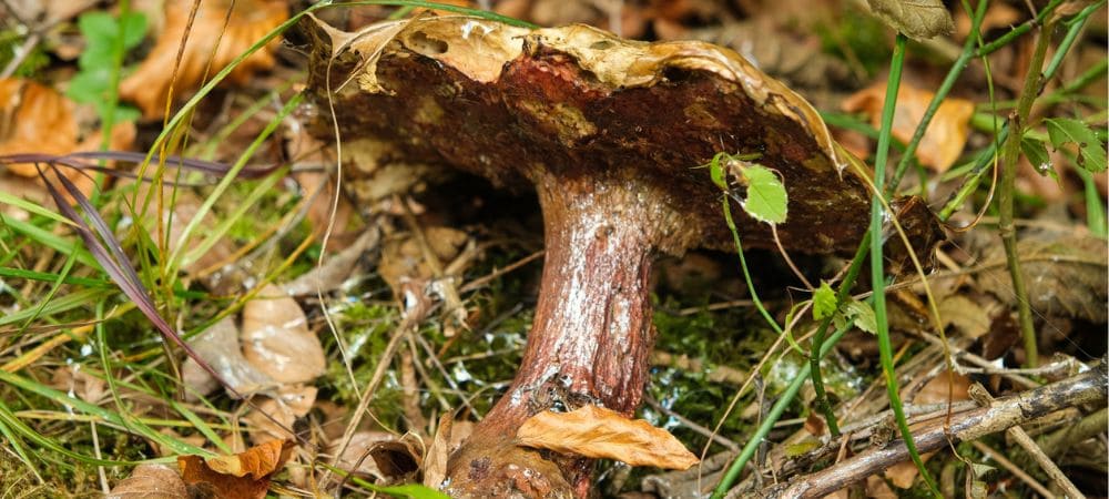 Cómo buscar setas mágicas en el bosque observando el entorno, el suelo y el hábitat natural