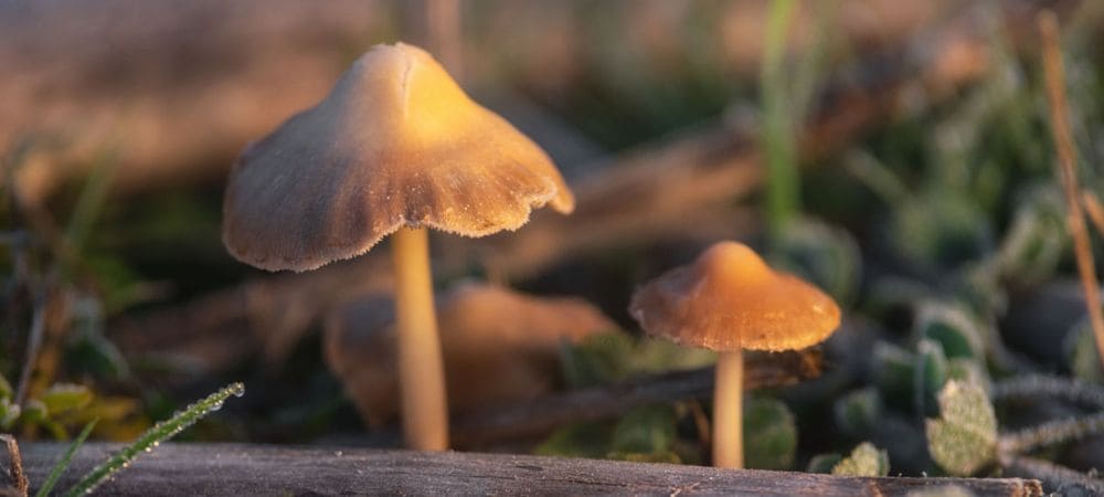 Cómo buscar setas fijándose en troncos, madera muerta y zonas sombrías del bosque
