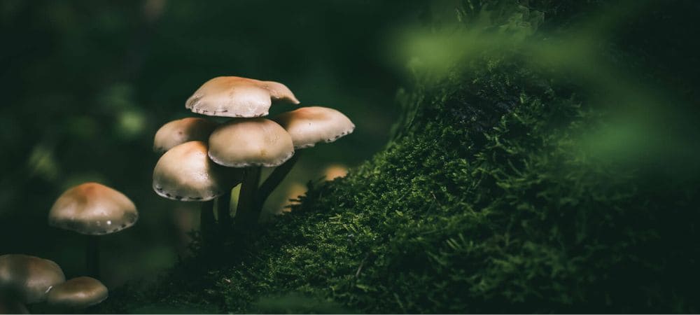 beneficios de los hongos alucinógenos observados en hongos con psilocibina en un entorno natural y tranquilo

